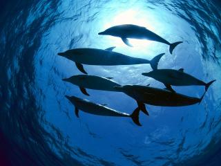 обои Дельфины в Атлантическом океане фото