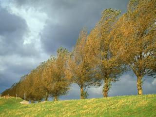 обои Голландские осенние тополя в поле фото