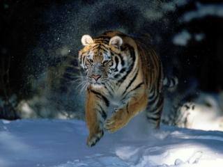 обои Сибирский тигр в снегах фото