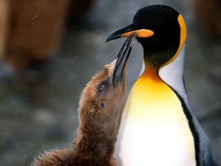 обои Птенец и королевский пингвин фото
