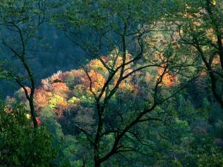 обои Autumn Light, Great Smoky Mountains, Tennessee фото