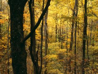 обои Осенний лес фото