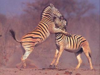 обои Битва зебр фото