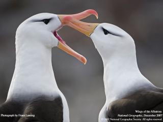 обои Нежность альбатросов фото