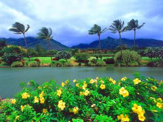 обои для рабочего стола: Тропические плантации на Гавайях