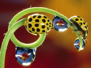 обои Twenty-Two-Spotted Ladybird Beetles фото