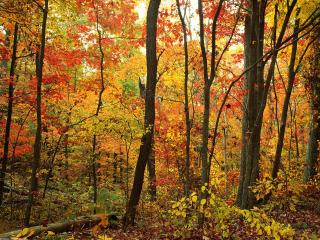обои Осенний лес, Аппалачи, Северная Каролина фото