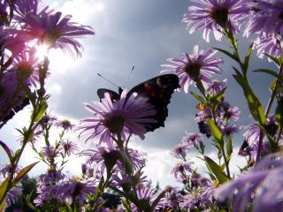 обои Бабочка и цветы фото