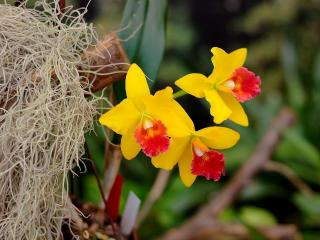 обои Ярко-желтые орхидеи фото