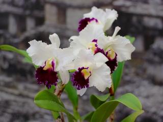 обои Белые орхидеи фото
