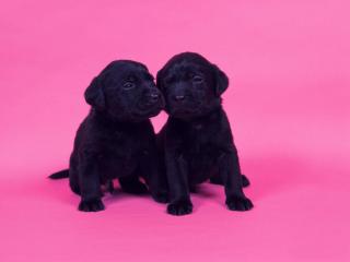 обои Черные щенки фото