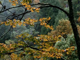 обои Autumn Maple, Great Smoky Mountains, Tennessee фото