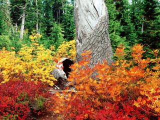 обои Autumn at Heather Meadows, North Cascades, Washington фото