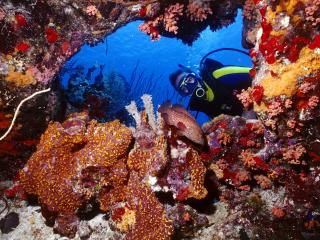 обои Изучение подводного мира фото