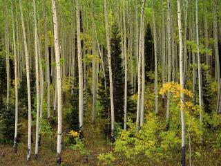 обои Aspen Grove, Uncompahgre National Forest, Colorado фото