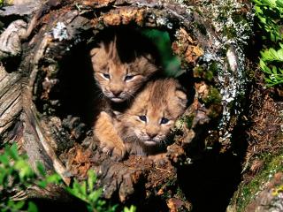 обои Hide and Seek, Canada Lynx фото