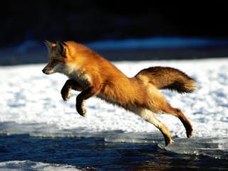 обои Springing into Action, Red Fox фото