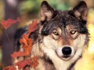 обои Волк и осенние краски фото