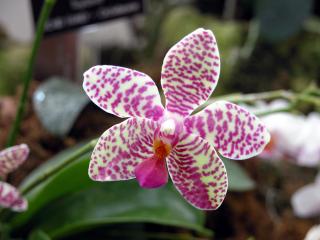 обои Пестрая орхидея фото