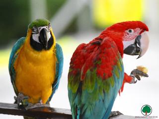 обои Разноцветные попугаи фото