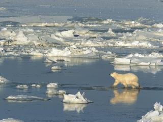 обои Polar Bear Crossing the Hudson Bay, Churchill, Manitoba, Canada фото