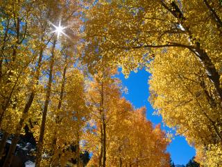 обои Осень, Национальный лес  Inyo, Калифорния фото