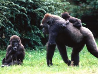 обои Семья гориллы фото