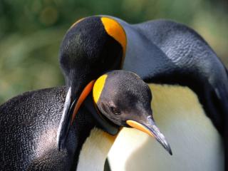 обои Whispering Sweet Nothings, King Penguins фото