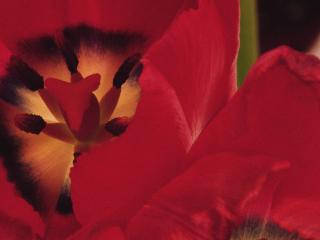 обои Красные тюльпаны фото