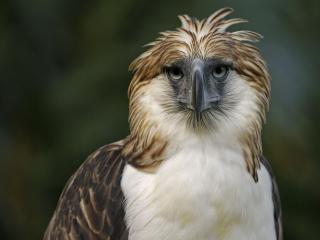 обои Филиппинский орел фото
