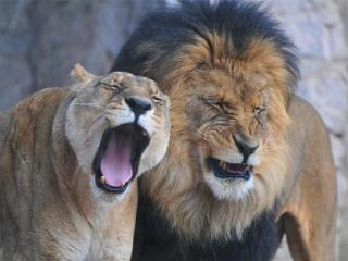 обои Сонные львы фото