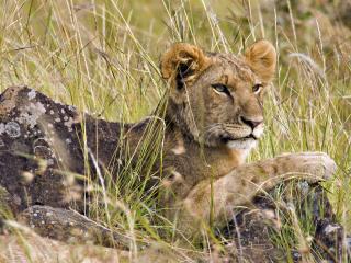 обои Male Lion Cub, Masai Mara, Kenya, Africa фото