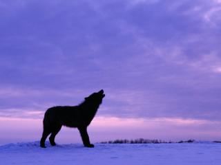 обои Twilight Howl, Black Wolf фото