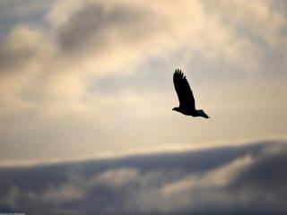обои Soaring Free, Bald Eagle, Alaska фото