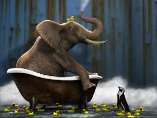 обои Слон в ванне фото