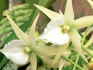 обои Белые орхидеи фото