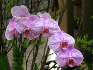обои Розовые орхидеи фото