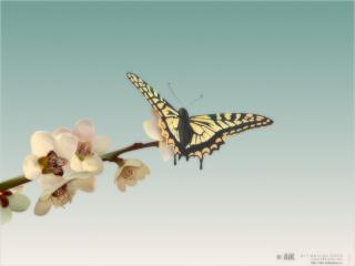 обои Бабочка на жасмине фото