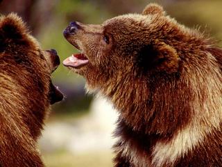 обои Бой медведей фото