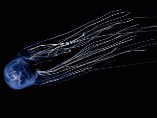 обои Полет медузы 3D фото