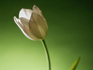 обои для рабочего стола: Хрупкий белый тюльпан