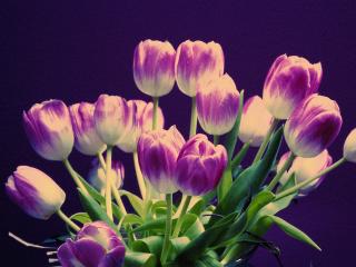 обои Сиреневые тюльпаны фото