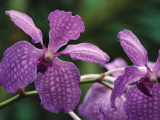 обои Сиреневые орхидеи фото