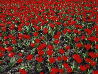 обои Поляна красных тюльпанов фото