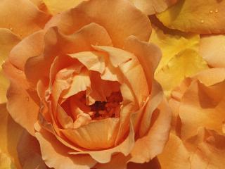 обои Персиковая роза фото