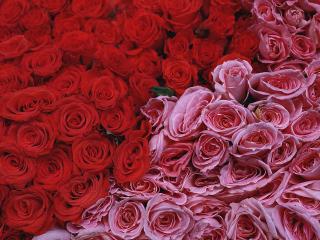 обои Красные и розовые розы фото