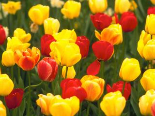 обои Красные и желтые тюльпаны фото