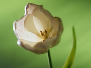 обои Белый тюльпан фото