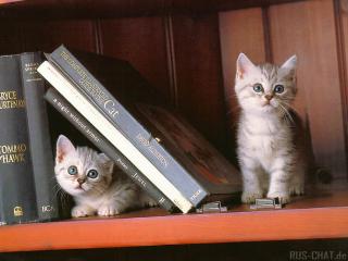 обои для рабочего стола: Котята с книгами