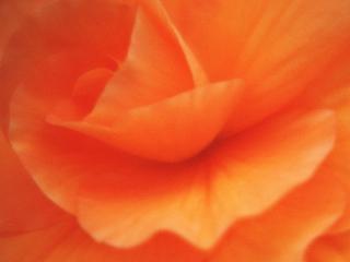 обои Ярко оранжевый цветок фото